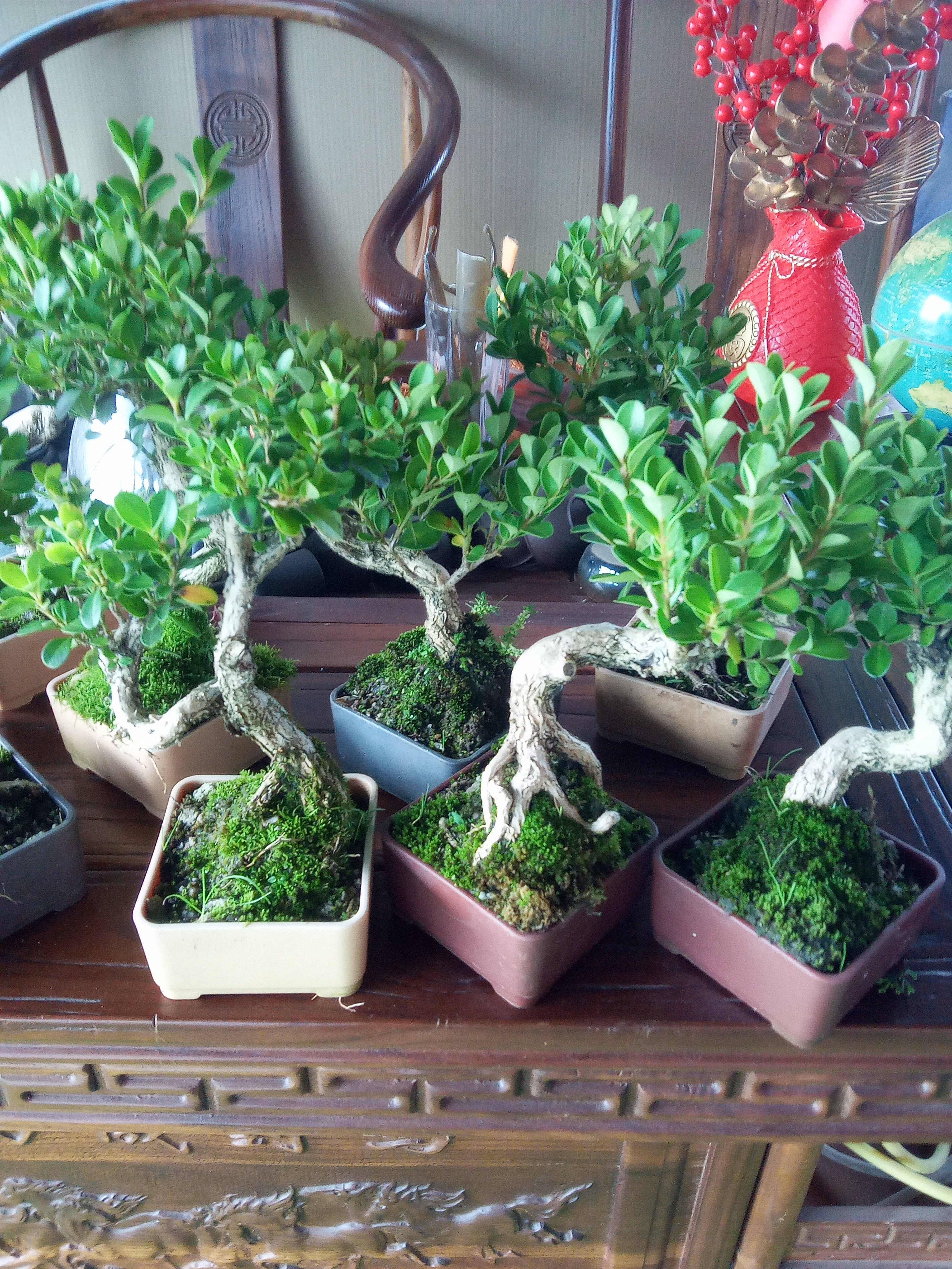 黄杨盆景小老桩老盆口室内盆栽四季不落叶好养易活带盆带土发货,淘宝优惠券,粉丝福利购,淘宝优惠卷