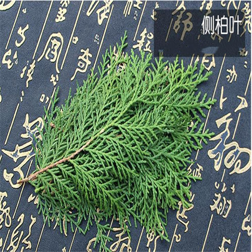 秒杀侧柏叶包邮野生中药材乌发生发侧伯扁柏叶新鲜现采现发熏腊肉 - 图0