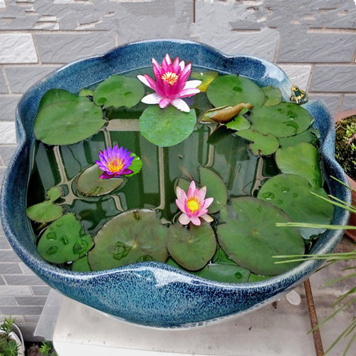 迷你小睡莲种根 水培水养盆栽池塘植物带芽发货水生荷花根块种根 - 图0