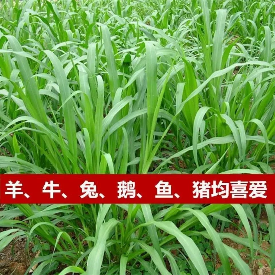 杂交狼尾草种子多年生牧草四季高产冬季耐寒喂牛羊鸡鸭鹅鱼牧草籽