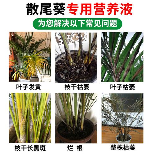 散尾葵叶子发黄烂根干尖黑斑病专用药杀菌剂肥料散尾葵专用营养液 - 图1