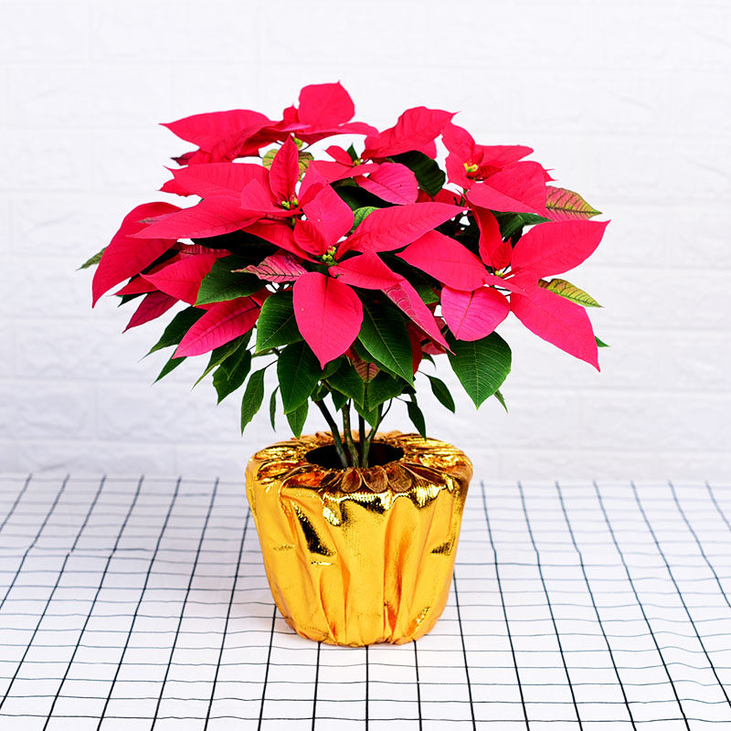 金色花盆套袋年桔专用金布年花圣诞花盆套绿植套盆批发,淘宝优惠券,粉丝福利购,淘宝优惠卷