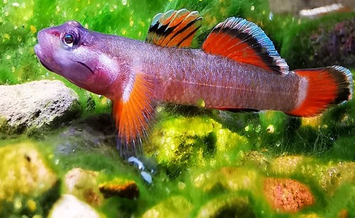 蓝肚韧红唇红腰蓝面侠黄金枝桠褐吻熊猫红溪吻白颊虾虎冷水原生鱼 - 图3