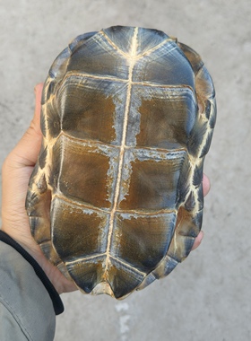 精品大龟壳草龟壳一图一物