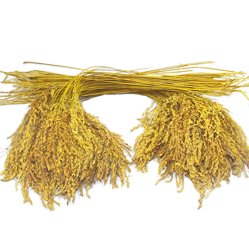 贵州农家干稻穗香禾糯米真稻子食用稻谷舞蹈表演摄影道具装饰稻草 - 图3
