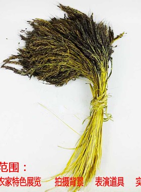 贵州农家黑色稻穗装饰自产真稻子黑糯稻谷舞蹈表演拍摄影背景道具