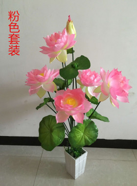 新品供佛睡莲盆景摆放鱼塘大荷花
