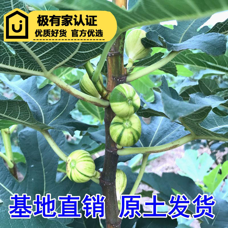 无花果苗无花果树苗波姬红青皮庭院阳台盆栽绿植占地南北方种植-图1