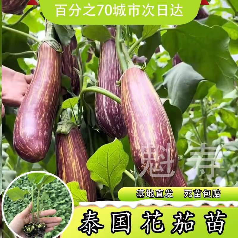 五彩茄子种苗花皮茄子种子花长茄种子春秋季阳台盆栽四季蔬菜种子 - 图0