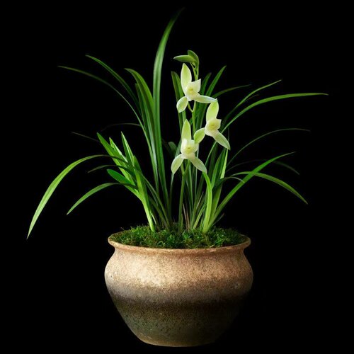 清雅兰花四季兰建兰夏朱德素浓香花大好养容易开花绿植 - 图0