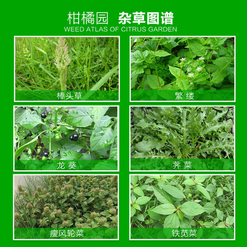 金帆达757草甘膦铵盐草甘磷荒地除杂草烂根除草剂50克*160袋整箱-图0