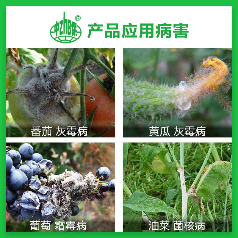 日本住友速克灵腐霉利葡萄番茄黄瓜灰霉病 油菜菌核病农药杀菌剂 - 图0