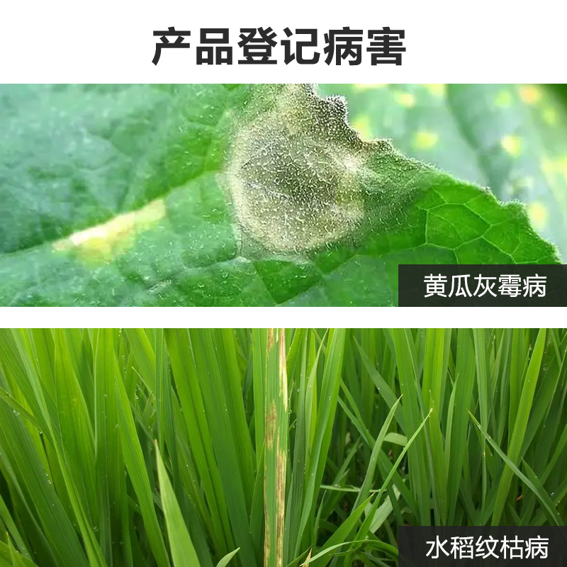 中保枯草芽孢杆菌 水稻 黄瓜 蔬菜 灰霉病 纹枯病 生物农药杀菌剂 - 图0