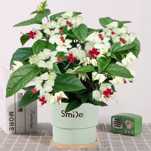 龙吐珠花盆栽带花苗老桩鲜花植物室内客厅阳台好养开花卉绿植耐热 - 图2
