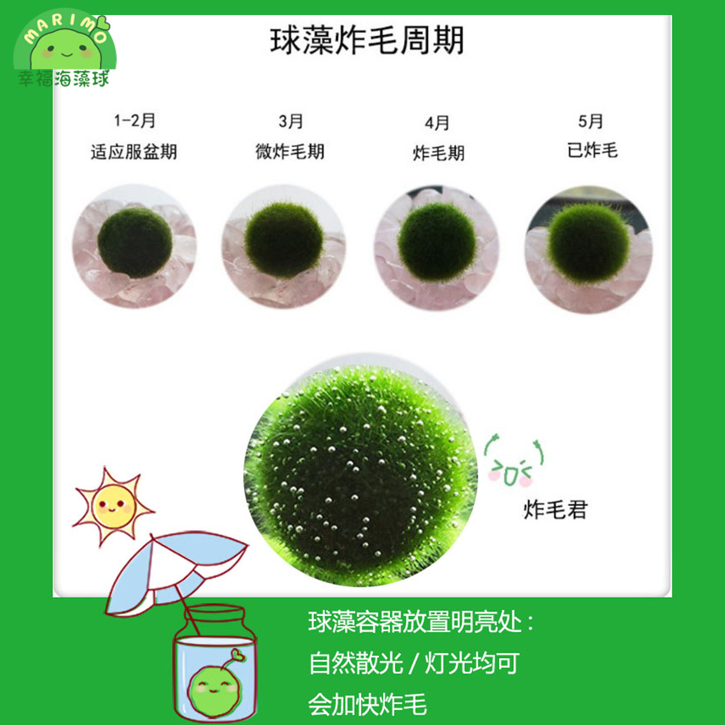 幸福海藻球marimo生态瓶盆栽创意迷你水培植物微景观缸藻球马里莫,淘宝优惠券,粉丝福利购,淘宝优惠卷