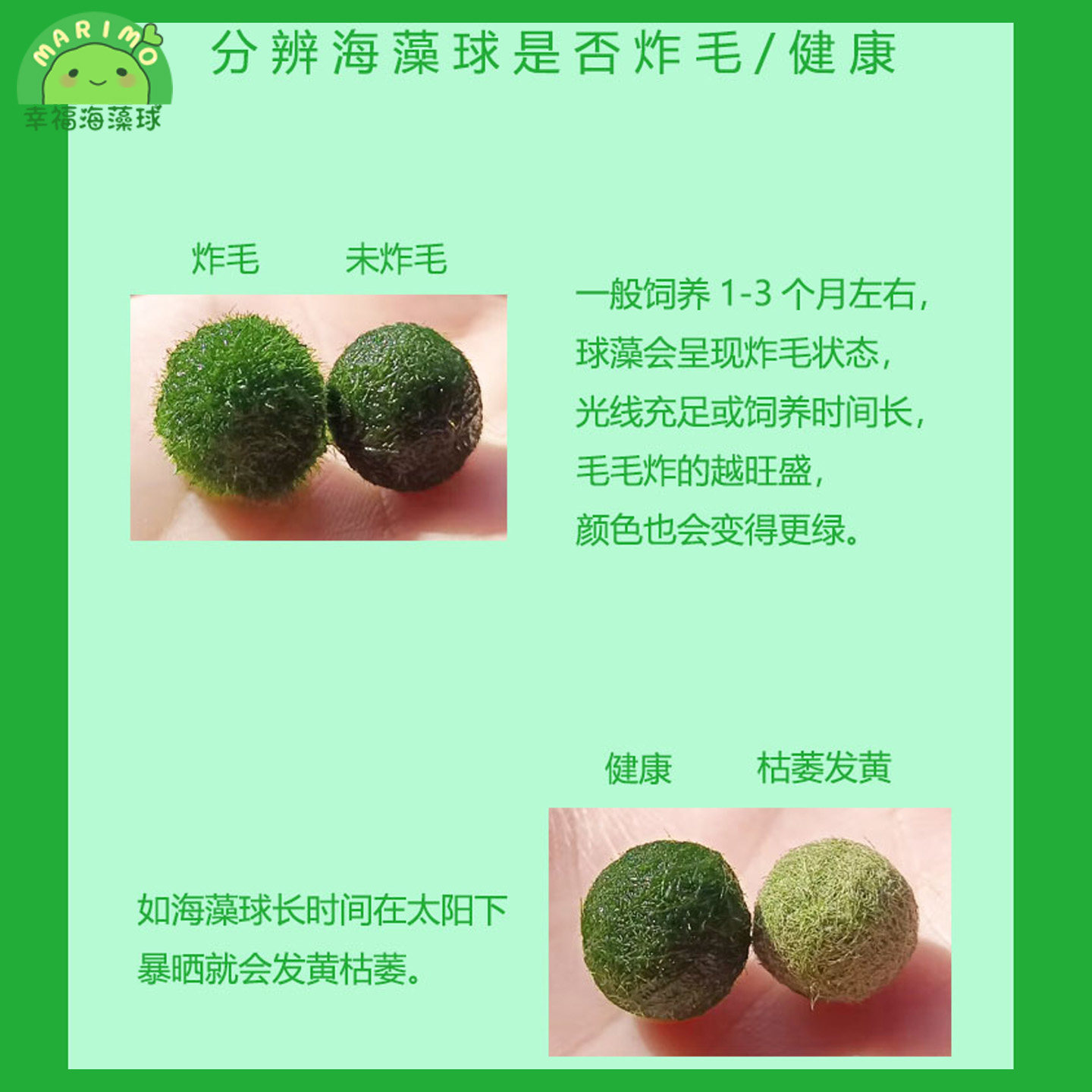 幸福海藻球marimo生态瓶盆栽创意迷你水培植物微景观缸藻球马里莫,淘宝优惠券,粉丝福利购,淘宝优惠卷