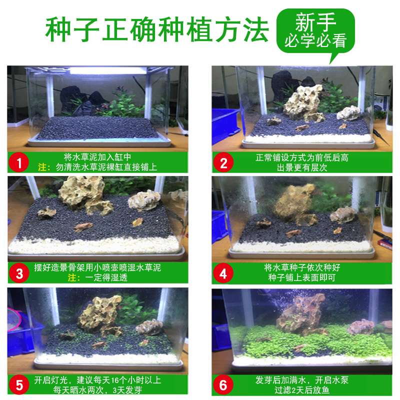 包邮鱼缸水草种子活体淡水懒人水族箱造景草缸草皮前景草种子植物 - 图2