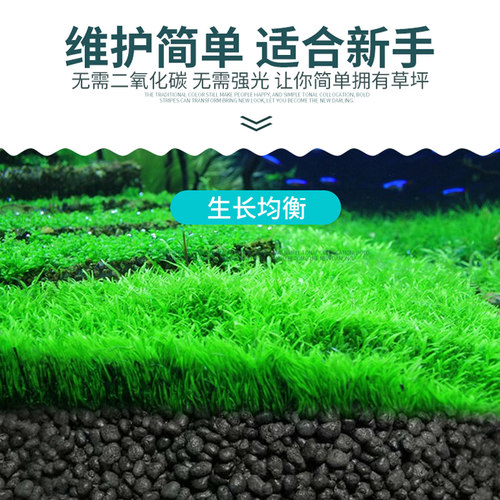 鱼缸水草种子牛毛草活体真草植物鱼缸造景装饰懒人净化水质的种籽 - 图0