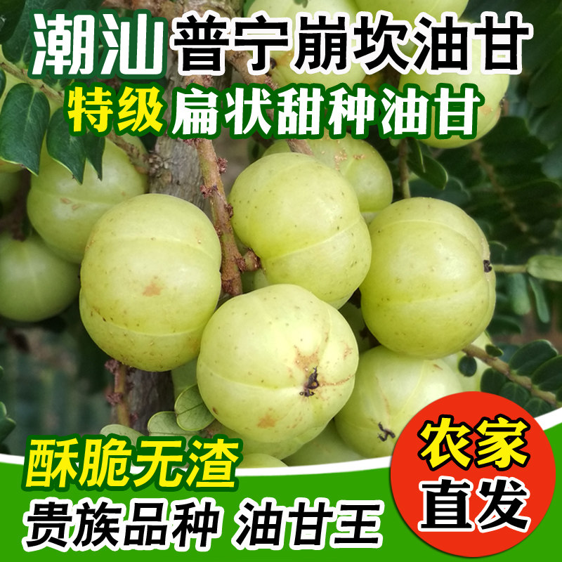 潮汕普宁崩坎甜油甘新鲜油甘果牛甘果余甘果滇橄榄甜种柿饼甜油柑