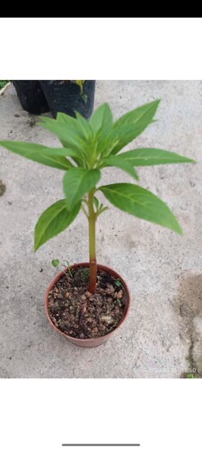 有花蕾凤仙花指甲花鲜活盆栽 货到死苗免费补发 - 图3