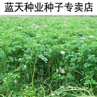 紫云英种子 又名翘摇种子 红花草种子 牧草种子 紫云英草籽 - 图1