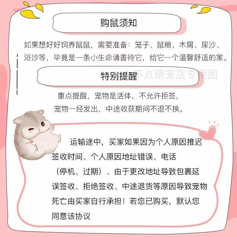 家养小仓鼠活物已打疫苗银狐布丁紫仓三线宠物活体金丝熊一对包活 - 图0