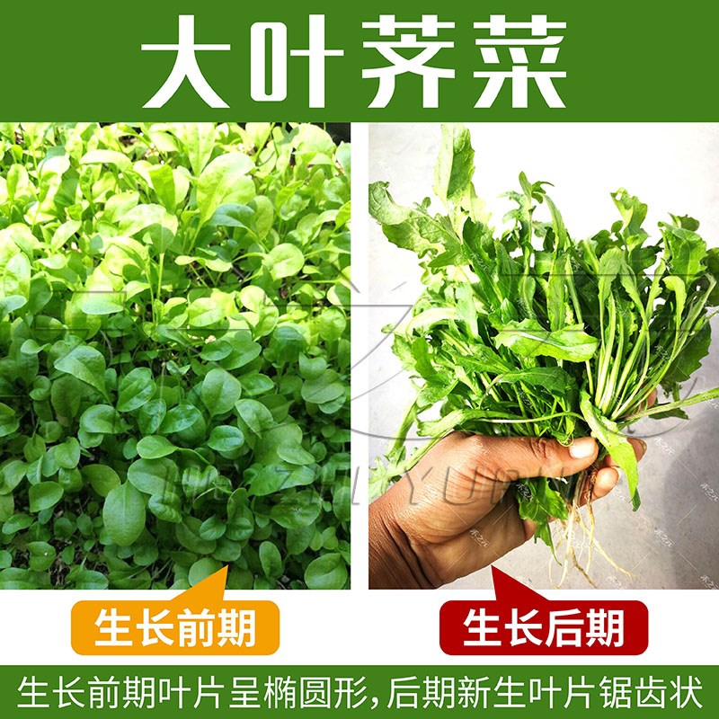 荠菜种子大全农家四季大叶春野菜种籽食用盆栽荠荠菜种籽孑青菜籽-图2