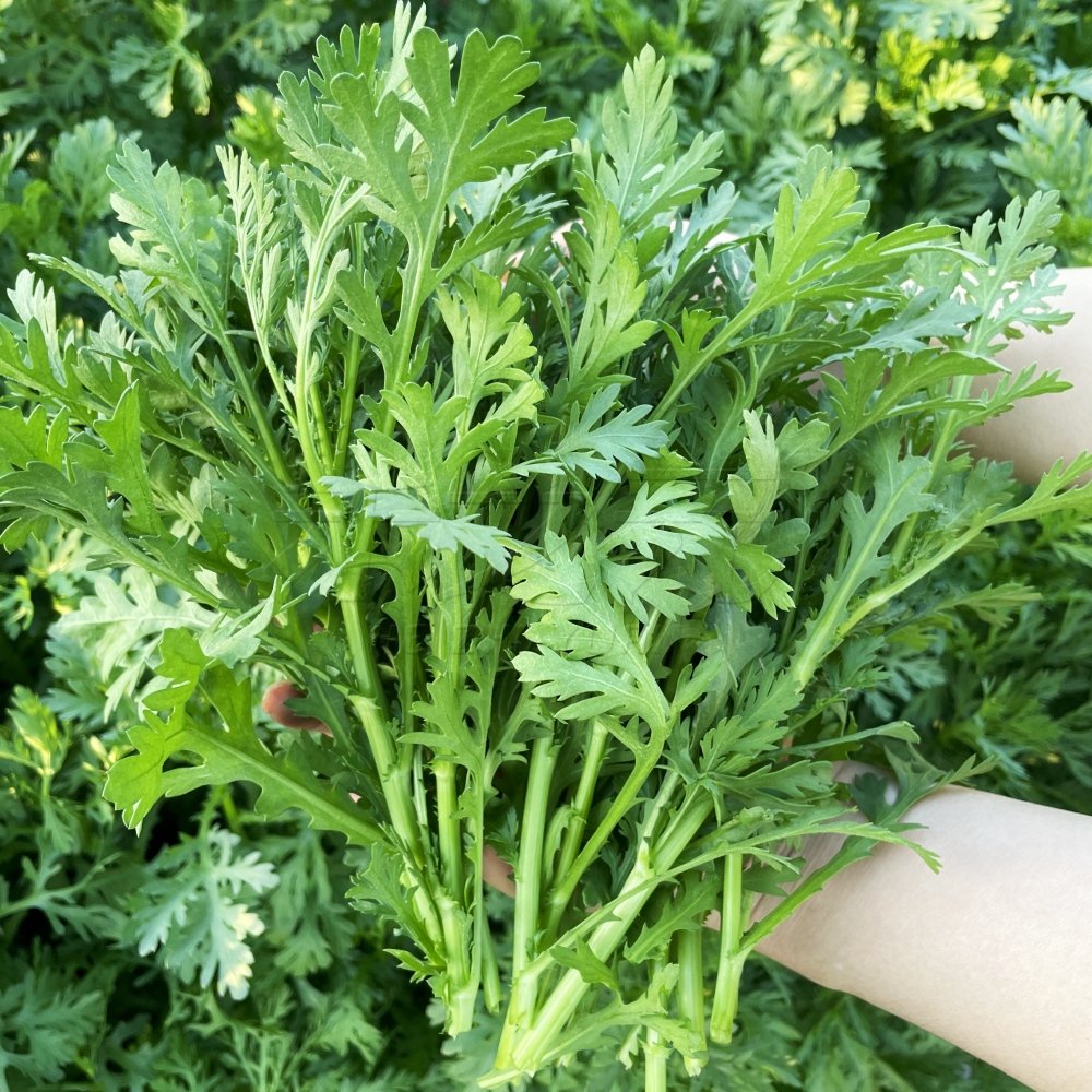 皇帝菜种子中叶茼蒿春菊菜籽割茬四季种植盆栽蔬菜籽小叶茼蒿种孑-图1