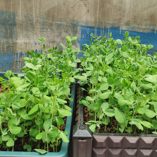 无须豌豆苗种籽豌豆种籽尖芽苗菜种子四季蔬菜秋冬季荷兰豆菜籽 - 图2
