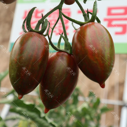 紫霞番茄种子西红柿种籽盆栽春季播冬季樱桃圣女果盆栽蔬菜种孑 - 图1