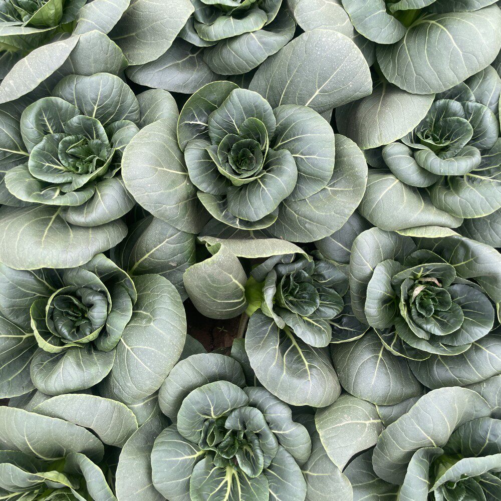 黑叶矮脚苏州青种子大全上海青油菜种籽菜籽小青菜白菜蔬菜孑青梗,淘宝优惠券,粉丝福利购,淘宝优惠卷