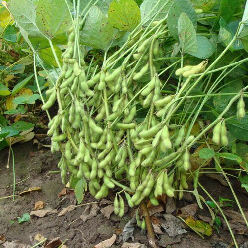 大荚菜毛豆种子黄豆种籽青豆种孑大豆种籽早熟青豆籽春季食夏季秋 - 图2