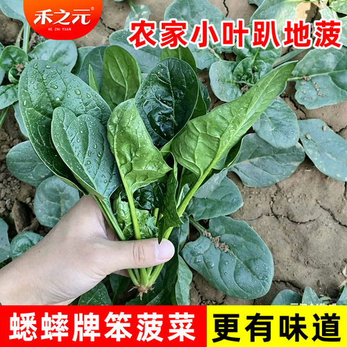 小叶菠菜种子四季波菜种籽大全秋季蔬菜种孑四季菠菜籽种盆栽农家 - 图0