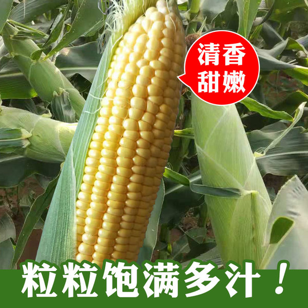 中农甜488牛奶香超甜水果玉米种子脆糯四季春季种籽非转基因种孑 - 图2