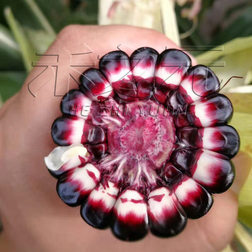 黑甜糯631黑糯玉米种子紫水果玉米种籽四季春种孑甜糯米种禾之元 - 图1