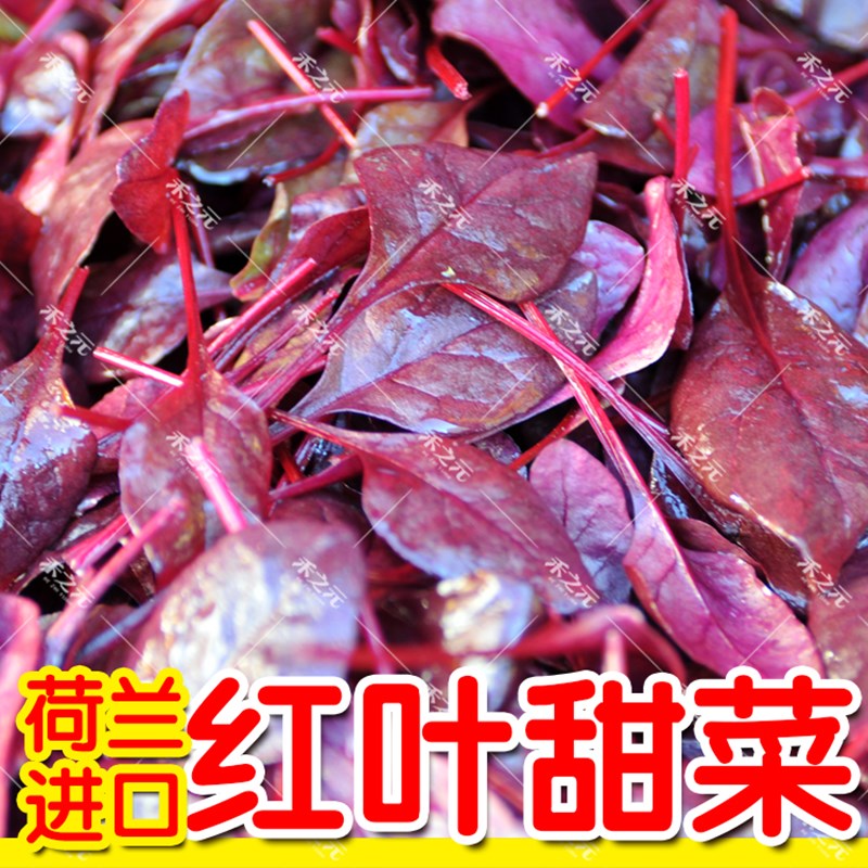 荷兰红叶士兵甜菜种子芽苗菜全生红叶用甜菜种籽蔬菜四季特菜种孑 - 图1