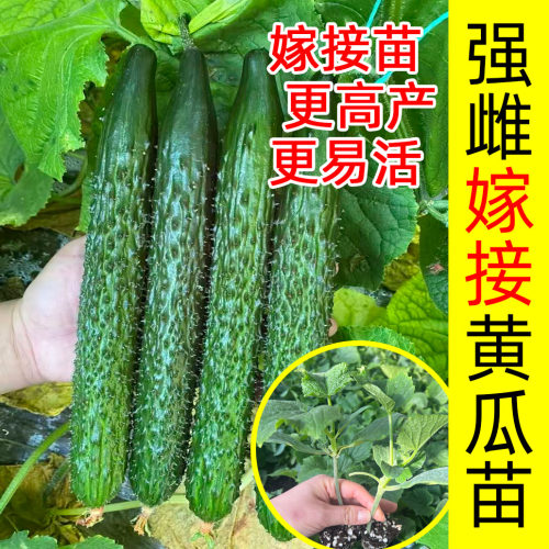 水果黄瓜秧苗种子苗春秋蔬菜籽种四季种籽盆栽绿心芯瓤禾之元种业 - 图3