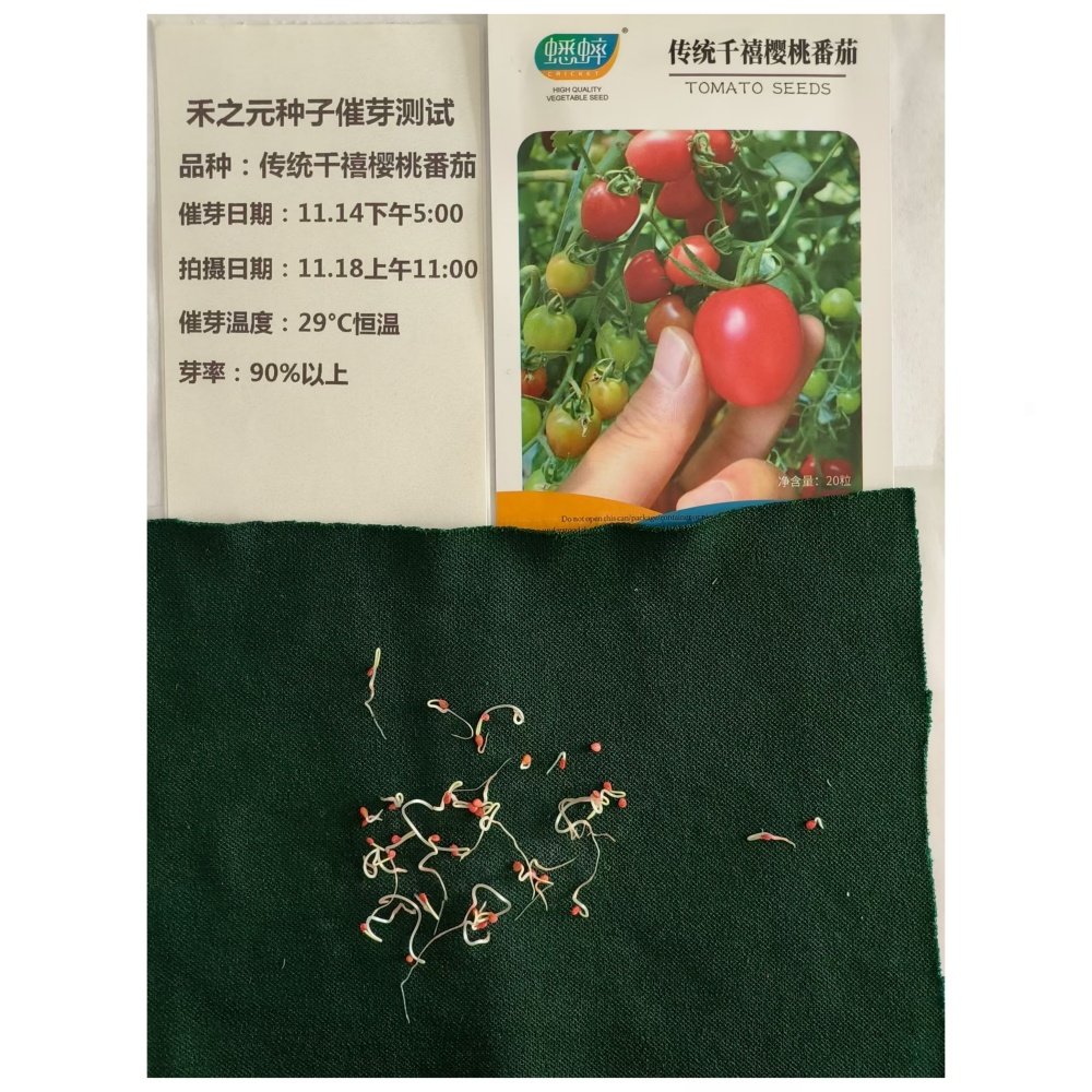 春季千禧番茄种子小番茄西红柿种籽圣女果蔬菜孑大全四季苗秧盆栽,淘宝优惠券,粉丝福利购,淘宝优惠卷