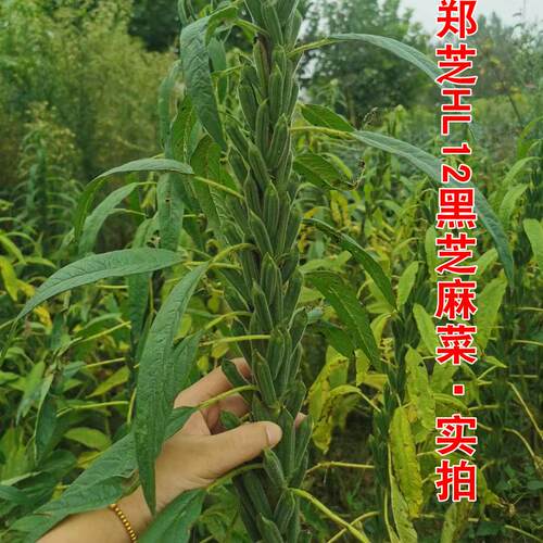 白芝麻种子黑蔬菜杂粮种子春夏秋四季好种籽春种孑蔬菜种籽禾之元 - 图0
