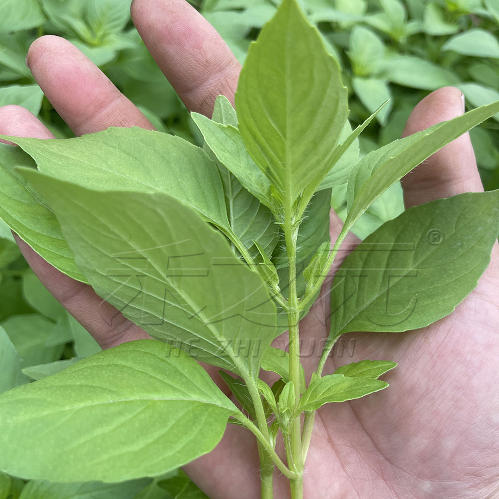 大叶荆芥菜种籽苗盆栽猫薄荷四季大叶荆芥种子野菜荆芥种籽春季孑 - 图1