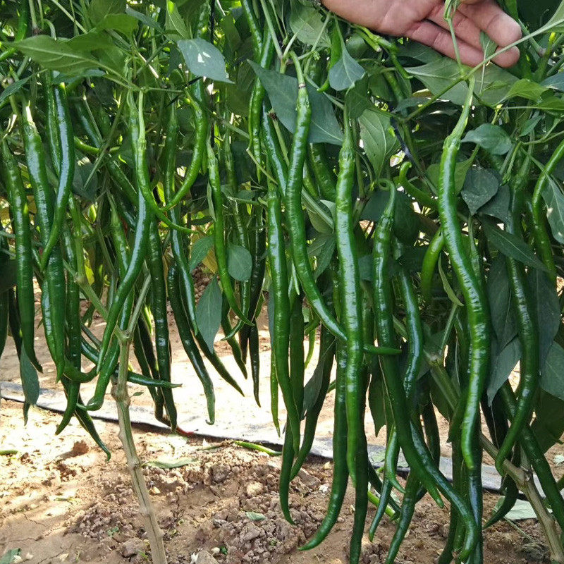 春季蔬菜种子玉米番茄辣椒西甜瓜种籽大全种孑南瓜香菜空心韭葱生,淘宝优惠券,粉丝福利购,淘宝优惠卷