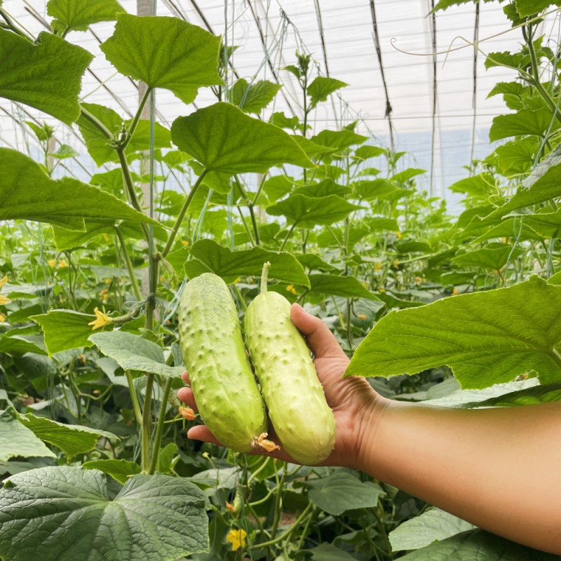 中华大刺水果黄瓜种子菜籽旱黄瓜种籽四季黄瓜秋盆栽苗秧蔬菜种孑 - 图2