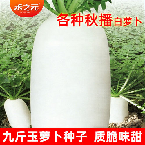 九斤王玉白萝卜沙窝青水果甜萝卜种子大全白皮秋季老品种蔬菜种籽 - 图1