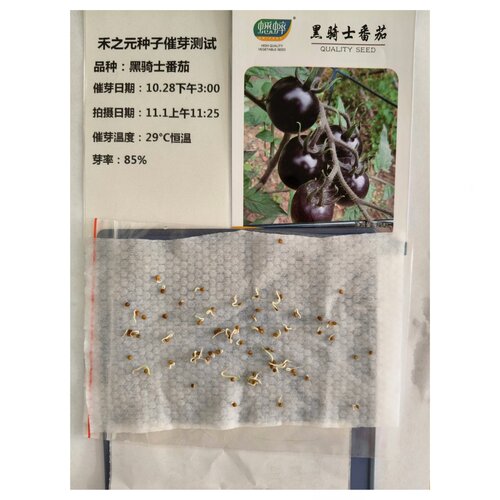 寿光正版黑番茄苗黑骑士樱桃黑番茄种子黑西红柿种苗种籽蔬菜种孑 - 图1