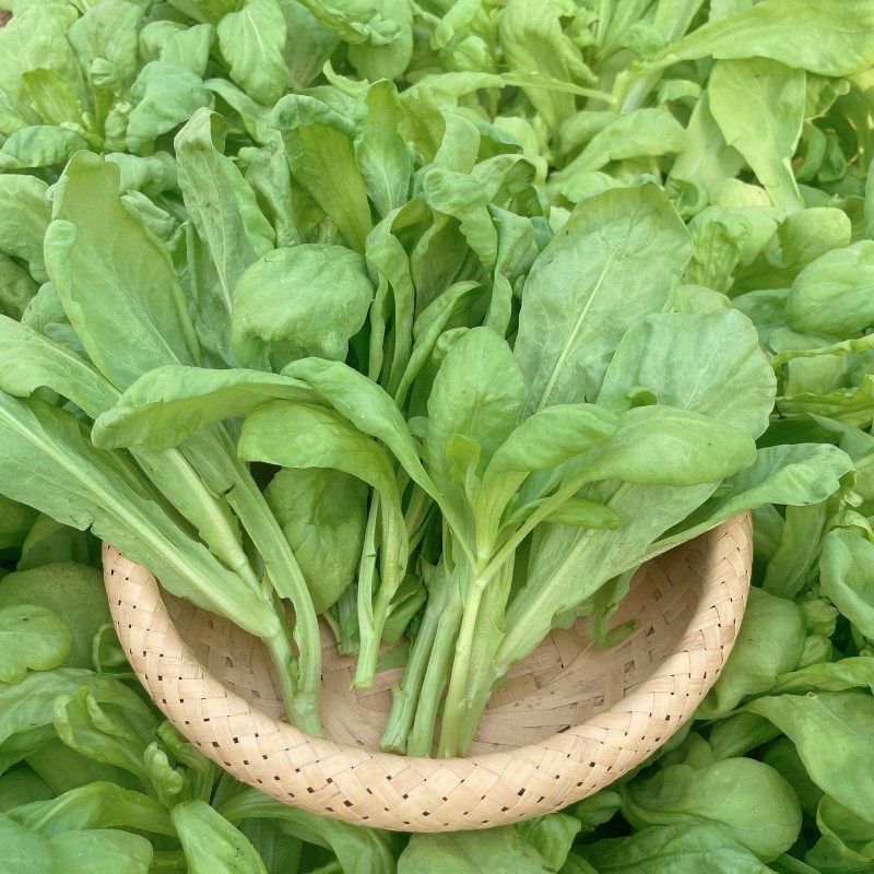 秋冬季蔬菜种子大全菠菜香菜小白菜种籽四季荠菜芹葱韭种孑菜籽种