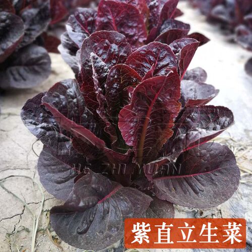 紫直立生菜种子意大利拉生菜生菜青菜种籽春四季秋冬季播盆栽蔬菜 - 图0