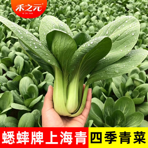 上海青菜籽种子蔬菜种大全鸡毛菜油菜青菜小白菜四季苏州秋冬季种 - 图0