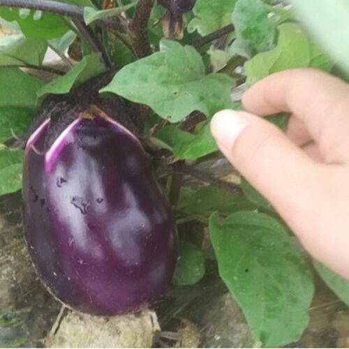 土茄子禾之元土茄灌种子圆茄长茄农家原生态蔬菜四季种籽茄子种孑 - 图0