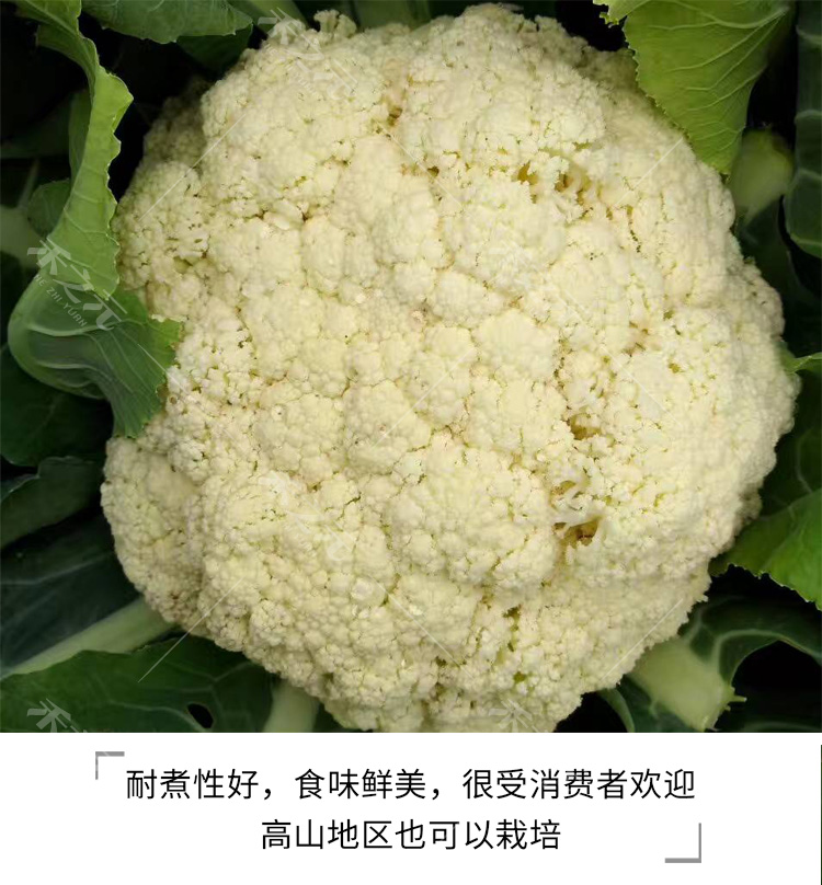 松花菜种子青梗花椰菜台湾花菜种籽大全春季四蔬菜孑菜苗禾之元-图0