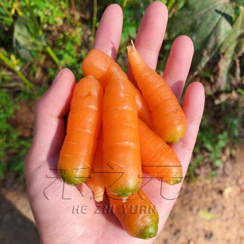 荷兰莫坤迷你胡萝卜种子儿童拇指手指四季禾之元菜种籽蔬菜种秋季 - 图2